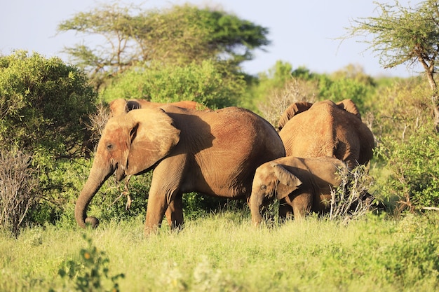 Group of Elephants in Tsavo East National Park, Kenya – Free Download