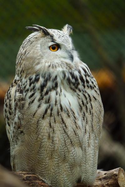 Portrait of Eurasian Eagle Owl – Free Stock Photo, Download for Free