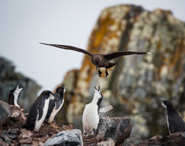 Penguin Nurturing Her Chicks in Antarctica – Free Stock Photo, Download for Free