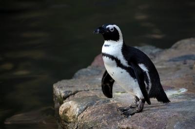 Penguin in the Wild: A Stunning Free Stock Photo – Download for Free