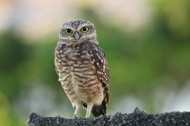 Cute Owl Staring at You – Free Download