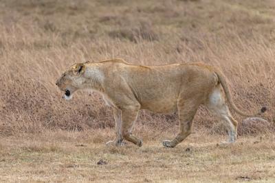 Female Lion Walking Through Grassy Field – Free Stock Photo, Download for Free