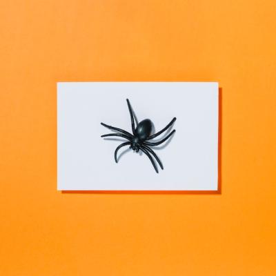 Black Spider on White Paper – Free Stock Photo for Download