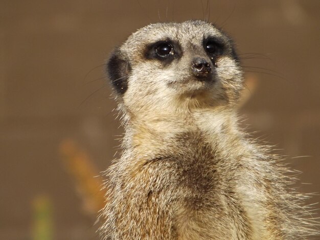 Close-Up Portrait of Meerkat – Free Stock Photo, Download for Free