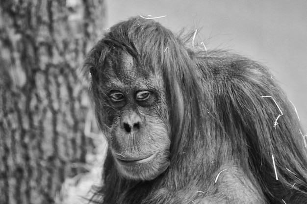 Orangutan Portrait in Zoo – Free Stock Photo, Download for Free