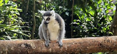 Ring-Tailed Lemur (Lemur catta) – Large Strepsirrhine Primate for Free Download