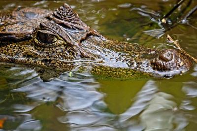 Close-Up of a Crocodile in a Lake – Free Stock Photo for Download