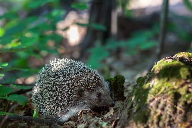 Hedgehog Erinaceus europaeus in Forest – Free Stock Photo, Download for Free