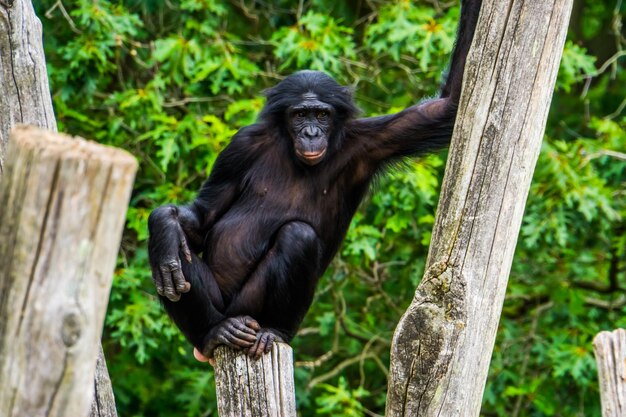 Monkey Sitting on a Tree – Free Stock Photo, Download for Free