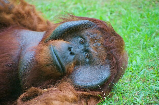 Close-up of a Monkey in the Field – Download Free Stock Photo