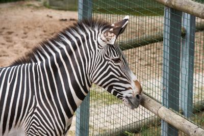 Burchell Zebra Equus quagga Head Close Up – Free Stock Photo for Download