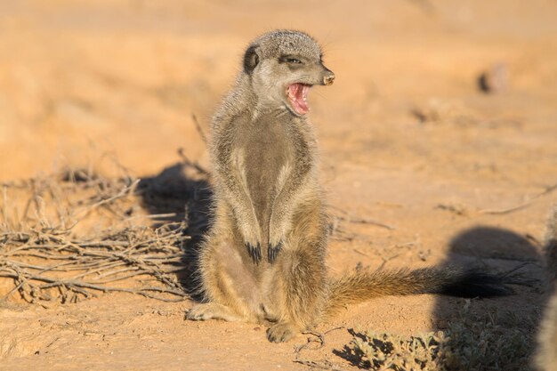 Meerkat Yawning in the Morning Sun – Free Stock Photo, Download Free