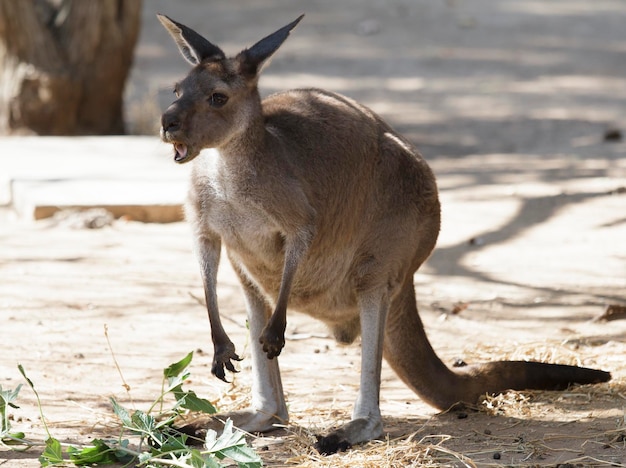 Singing Kangaroo in Nature – Free Stock Photo for Download