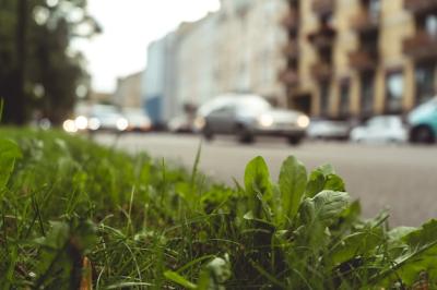 Closeup Shot of Grass and Plants on the Sidewalk – Free Download