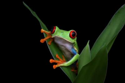 Closeup of Redeyed Tree Frog (Agalychnis callidryas) on Leaves – Free Download