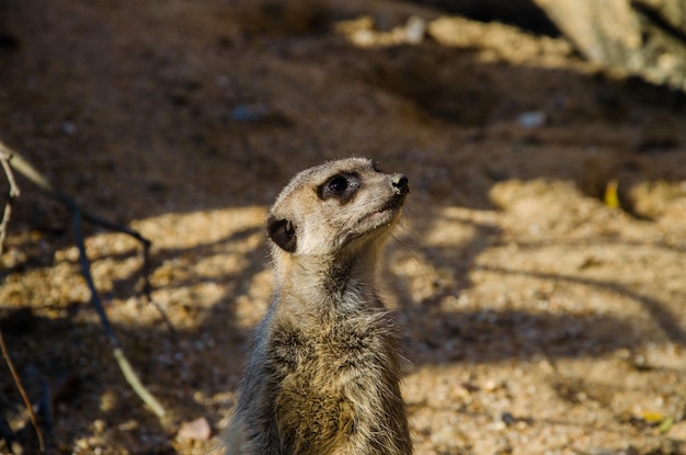 High Angle View of Meerkat on Field – Free Stock Photo, Download for Free