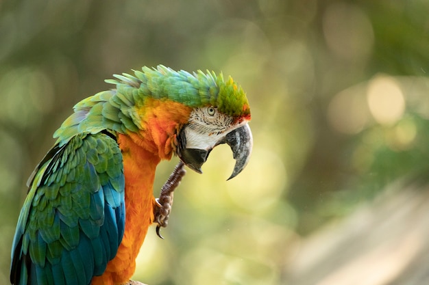 Great Green Macaw and Scarlet Macaw Crossbreed – Free Download