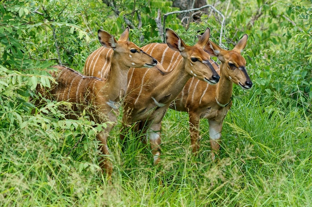 Three Bongo Antelopes on Grass Ground – Free Stock Photo Download