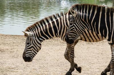 Zebra Walking Near River Water – Free Stock Photo for Download