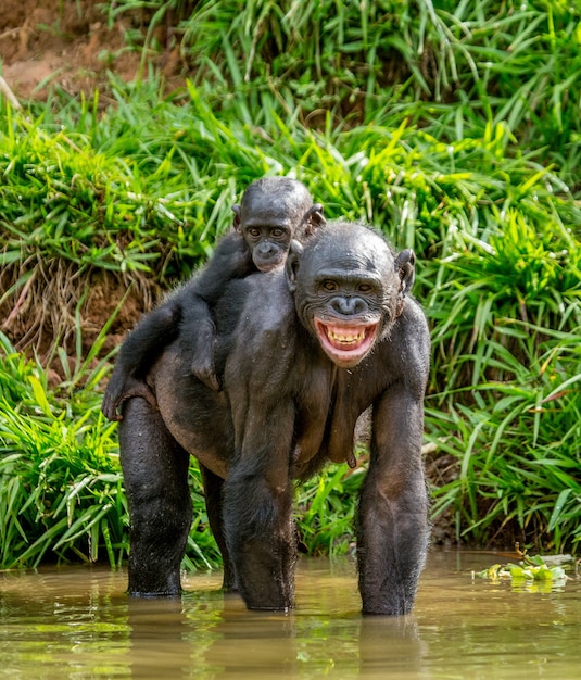 Bonobo Portrait in Nature – Free Stock Photo, Download for Free