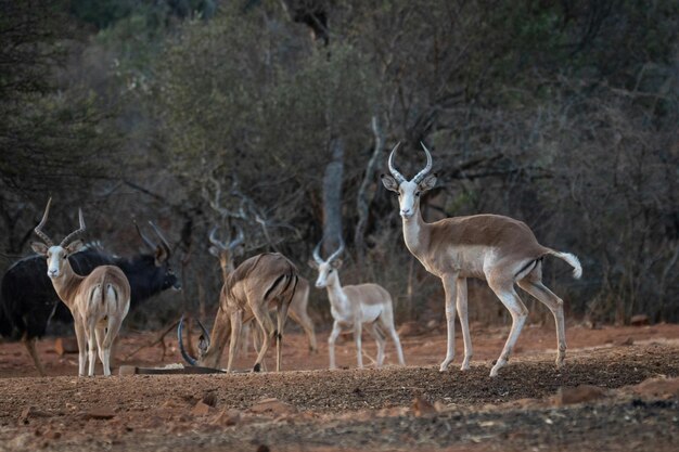 African Antelope Photos – Free Download for Stunning Stock Images