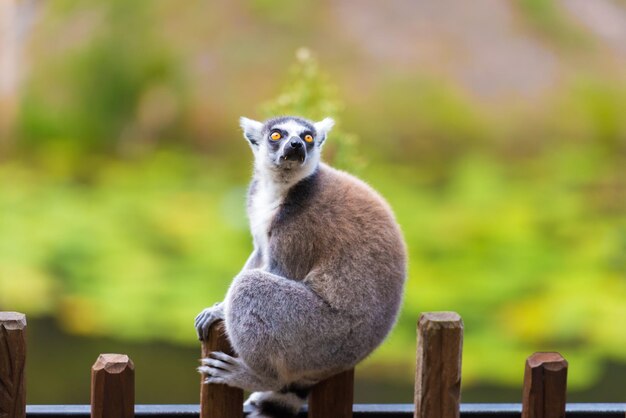 Close-Up Portrait of a Lemur Sitting on a Fence – Free to Download