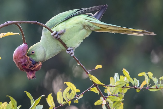 Parrot Pecking a Flower – Free Stock Photo for Download