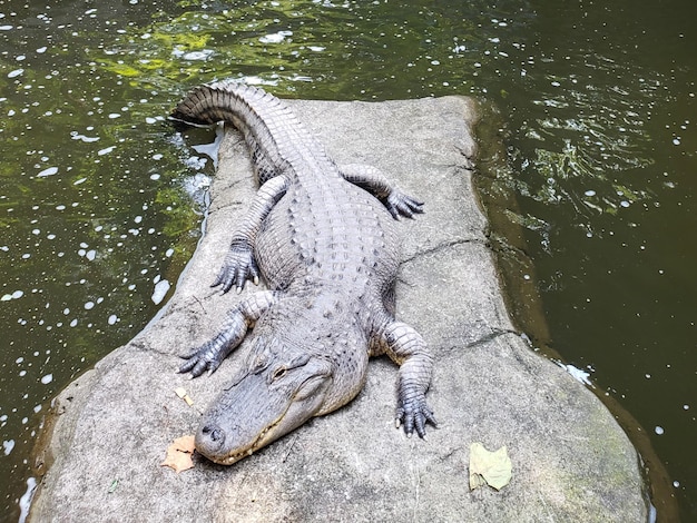 High Angle View of Alligator in the Lake – Free Stock Photo for Download