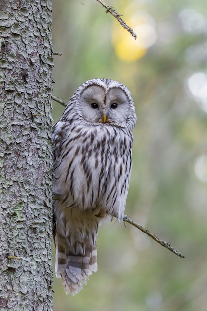 Brown Owl on Tree Branch – Free Stock Photo, Download for Free