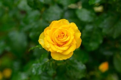 Beautiful Yellow Rose with Water Drops – Free Download