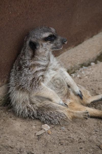 Meerkat Observing the Horizon – Free Download, Download Free Stock Photo