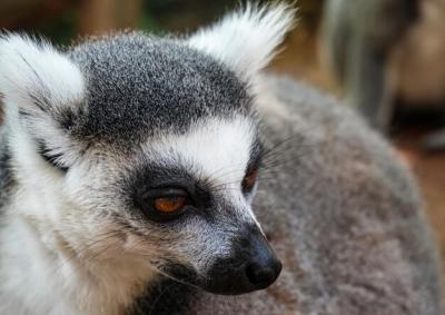 Ring-Tailed Lemur (Lemur catta) â Maky Maki in Tsimanampetsotsa Nature Reserve, Madagascar | Free Download