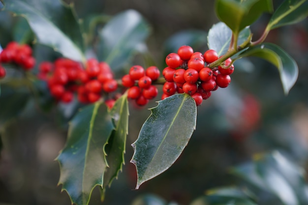 Holly Berry Leaves in the Garden – Free Stock Photo for Download