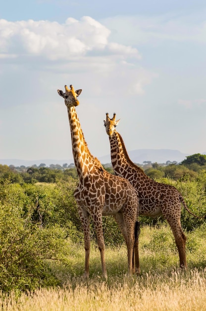 Two Giraffes in the Savanna of Tsavo East Park – Free Download