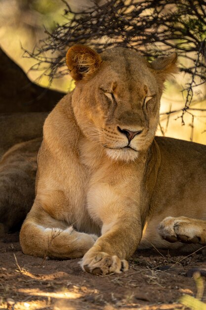 Close-up of Lioness with Eyes Closed – Free Stock Photo Download