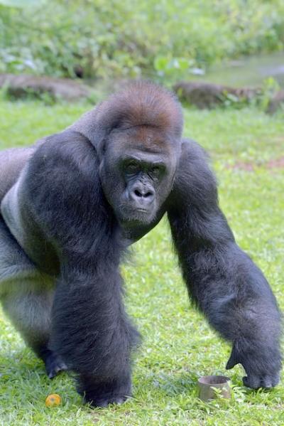 The Gentle Giant: Lowland Silverback Gorilla – Free Stock Photo for Download