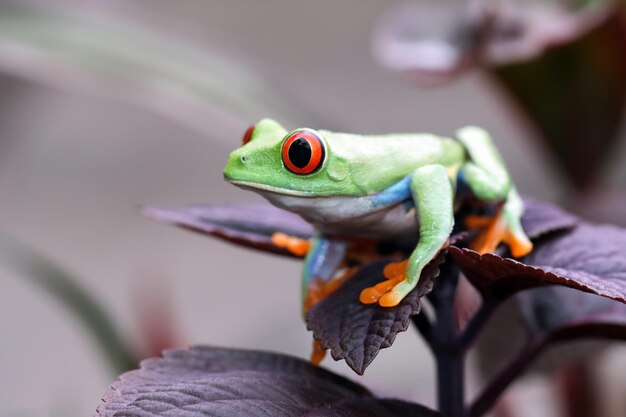 Closeup of Redeyed Tree Frog (Agalychnis callidryas) on Leaves – Free to Download