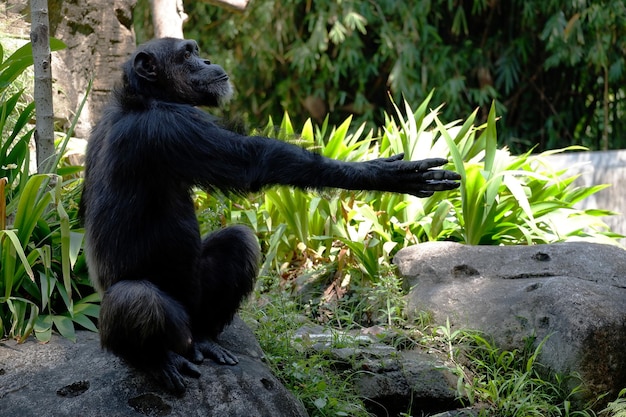 Side Portrait of a Chimpanzee Asking for Food – Free Stock Photo, Download Free