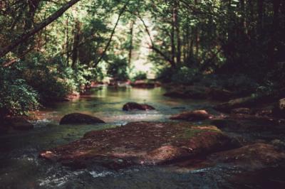 Little River in a Forest – Free to Download Stunning Stock Photo