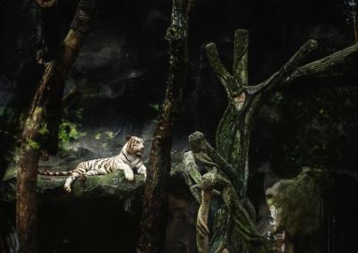 Tiger Lying at the Zoo – Free Download