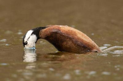 Male White-Headed Duck Oxyura Leucocephala in Malaga, Spain – Free Stock Photo for Download