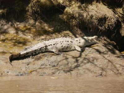 Side View of a Reptile in the Sea – Free Stock Photo for Download