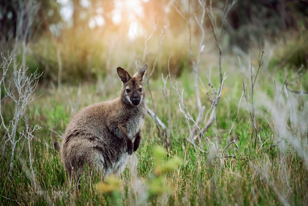 Wild Wallaby in Tasmania Forest – Free Stock Photo, Download for Free