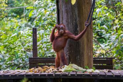 A Wild Orangutan in the Rainforest of Borneo – Free Stock Photo Download