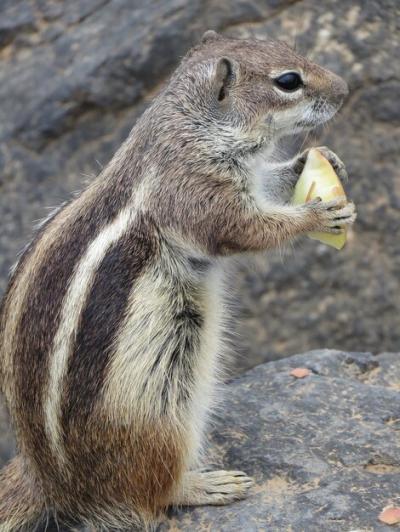 Close-up of Squirrel Eating Outdoors – Free Stock Photo for Download