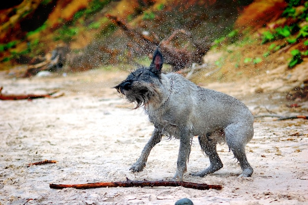 Dog Shaking – Free Stock Photo for Download