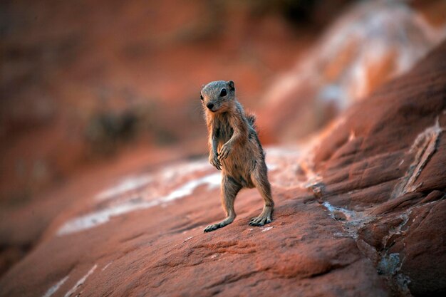 Meerkat on Rock – Free Stock Photo for Download