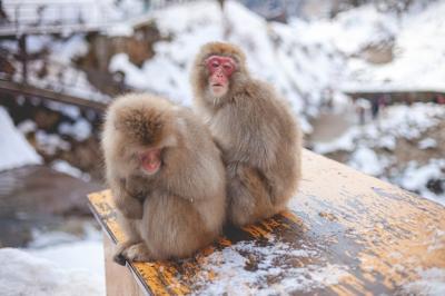 Two Macaque Monkeys Sitting Together – Free Download