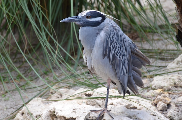 Yellow Crowned Night Heron on One Leg at Sandy Beach – Free Download