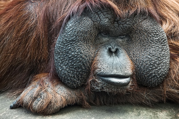 Close-Up Portrait of an Orangutan – Free Stock Photo, Download for Free